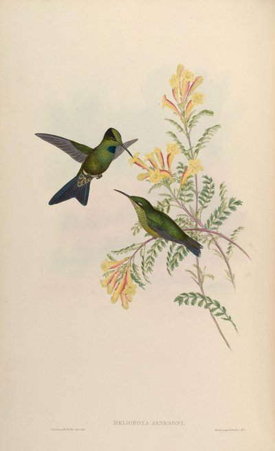 Heliodoxa jamesoni - John Gould